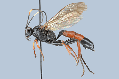 Stenichneumon culpator